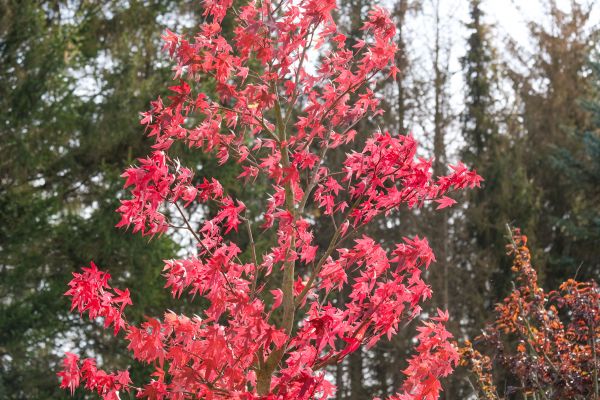 Japanese Maple Planting in San Jose
