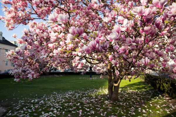 Magnolia Tree Planting in San Jose