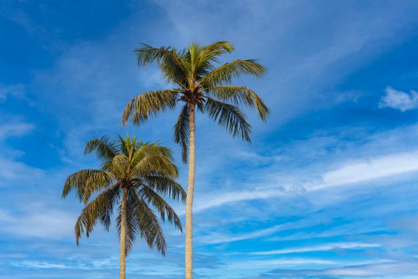Palm Tree Planting in San Jose