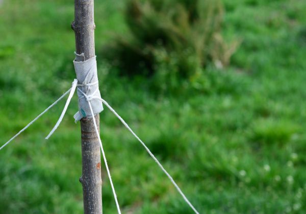 Tree Staking Service in San Jose