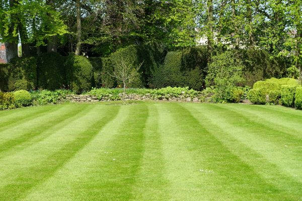 Lawn Renovation in San Jose
