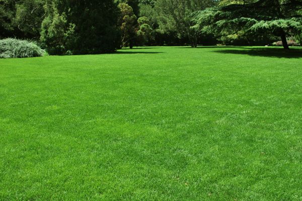 Lawn Landscaping in San Jose