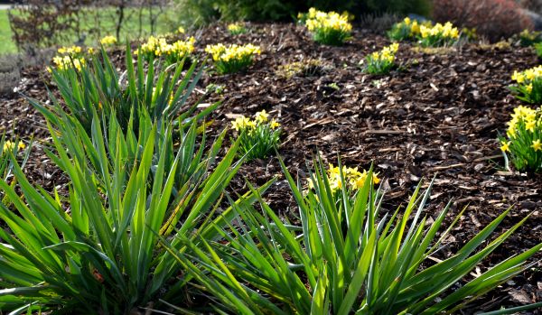 Landscape Mulch Service