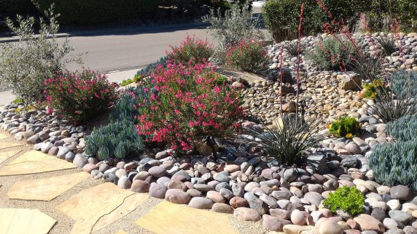 Xeriscape Landscaping in San Jose