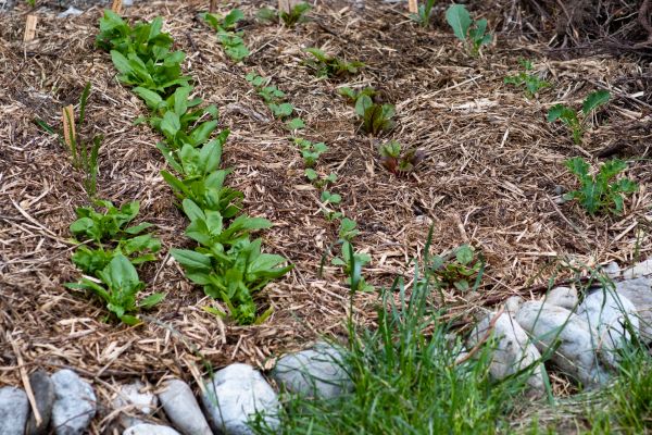Mulch Service in San Jose