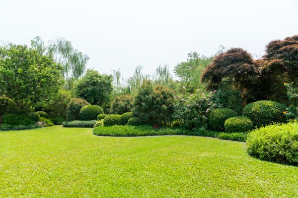 Tree Landscaping in San Jose