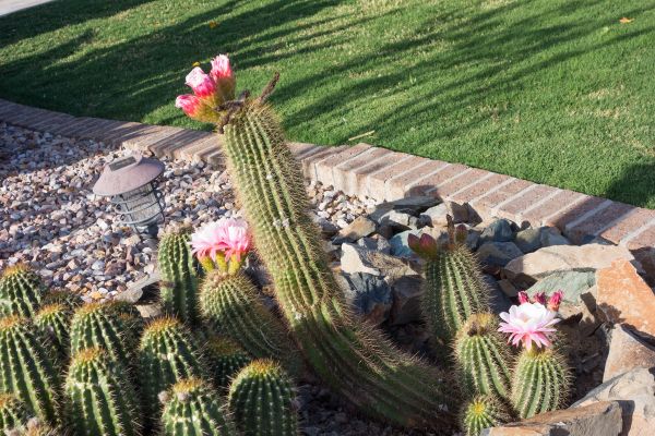 Desert Landscaping in San Jose
