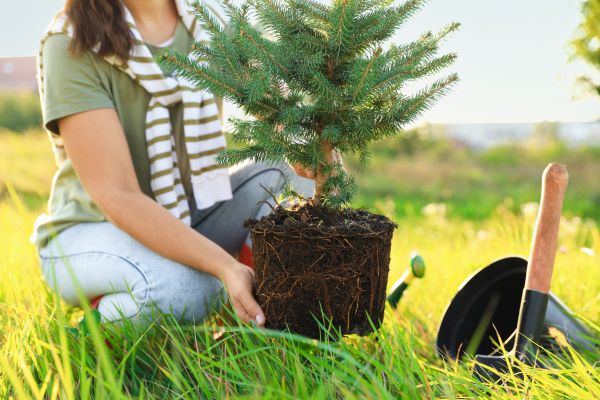 Spruce Tree Planting in San Jose