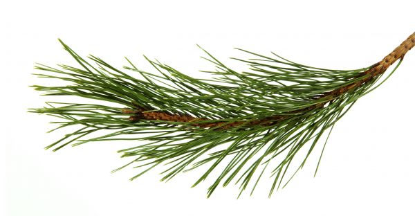 Pine Needles Installation in San Jose