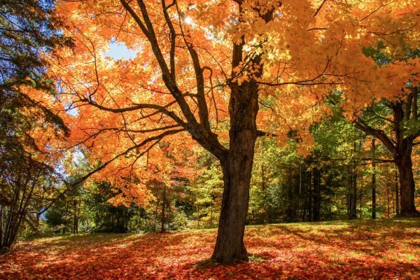 Maple Tree Planting in San Jose