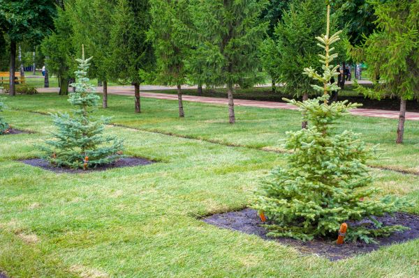 Privacy Trees Planting in San Jose