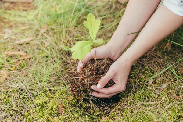 Oak Tree Planting in San Jose