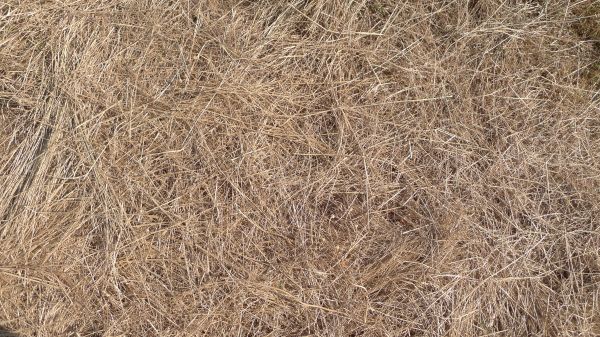 Pine Straw Replacement in San Jose