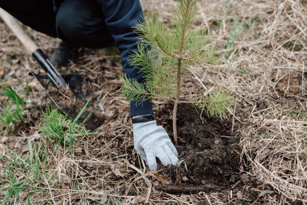 Pine Tree Planting in San Jose