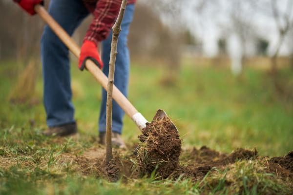 Trees Planting in San Jose