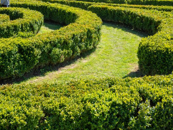 Bush Landscaping in San Jose