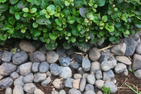 River Stone Installation in San Jose
