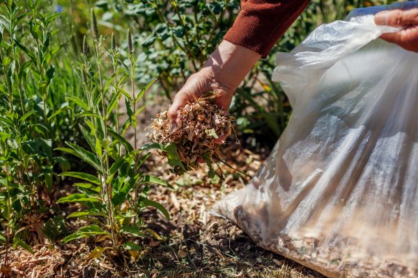 Wood Mulch Installation in San Jose