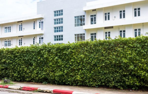 Privacy Landscaping in San Jose