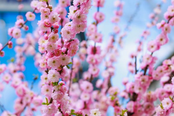 Japanese Cherry Tree Planting in San Jose