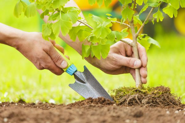 Fruit Tree Planting in San Jose