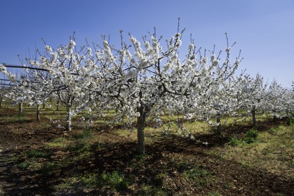 Orchard Planting in San Jose