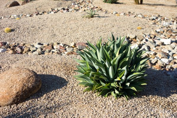 Xeriscaping Service in San Jose