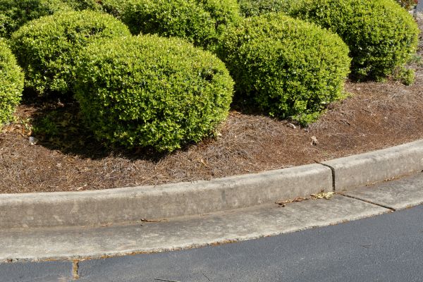 Pine Mulch Installation in San Jose