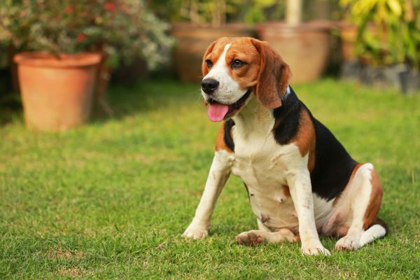 Dog Friendly Landscaping in San Jose