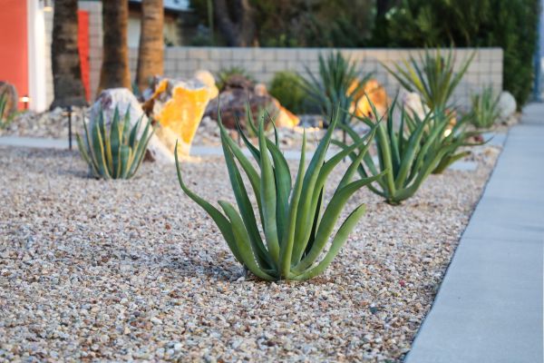 Drought Resistant Landscaping in San Jose