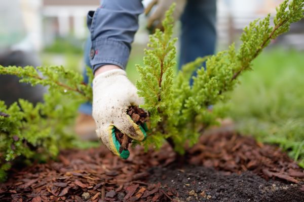 Church Mulching in San Jose