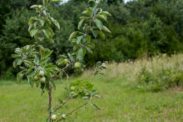 Apple Tree Planting in San Jose