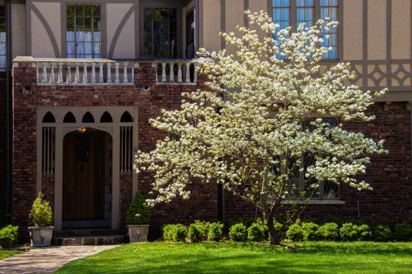 Dogwood Tree Planting in San Jose