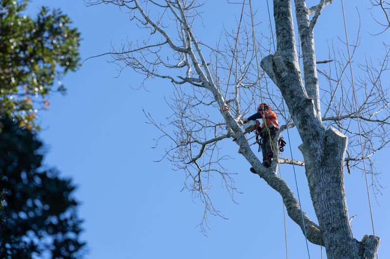 Tree Arborist Service