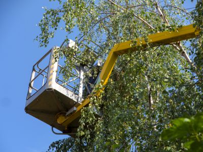 Tree Straightening Service